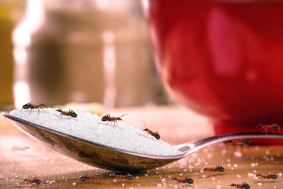 il rimedio per allontanare le formiche